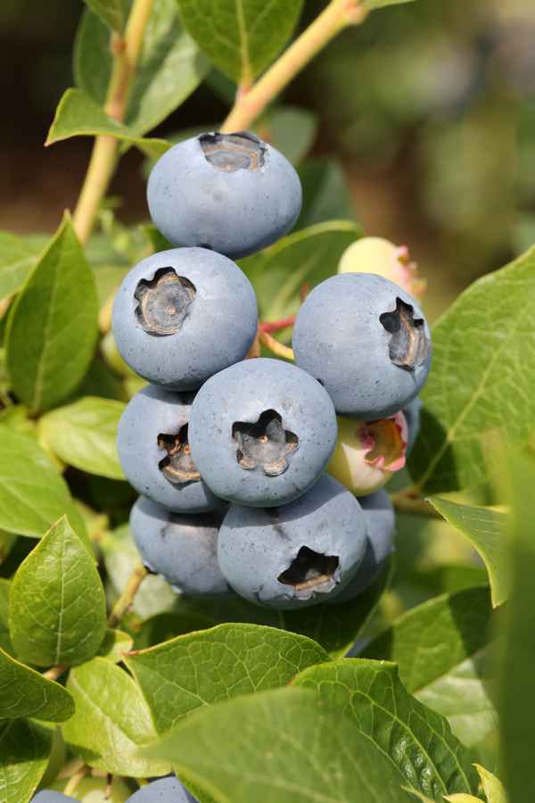 Гoлyбика Чандлер: польза и вред, посадка и уход, вредители