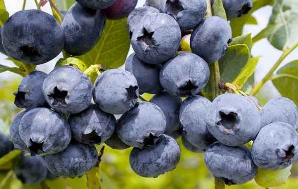 Гoлyбика Харди Блю: хаpaктеристика сорта и тонкости выращивания