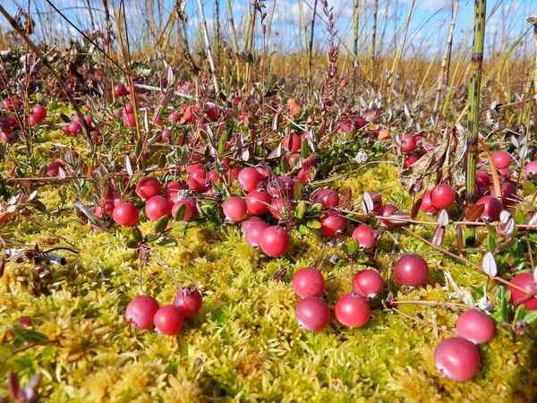 Как и где растёт клюква