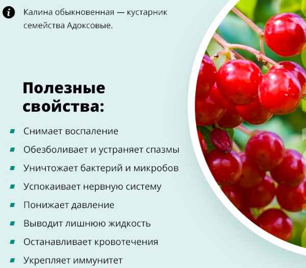 Калина от повышенного давления