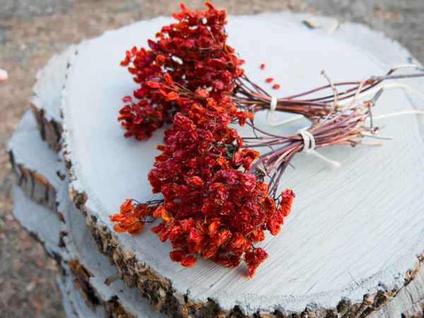 Сухие ягоды калины — польза и вред