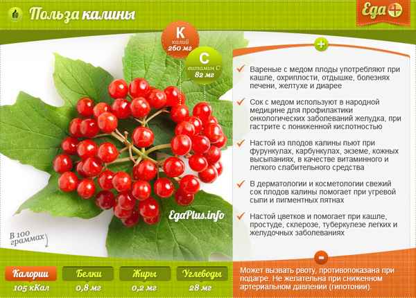 Калина красная: польза и вред для здоровья женщины
