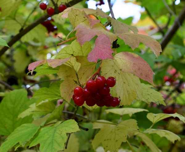 Листья калины: полезные свойства и противопоказания