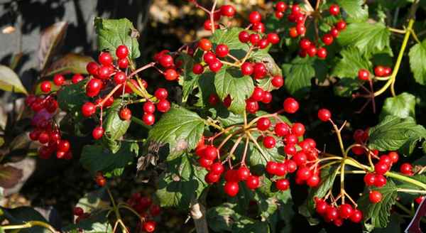 Калина обыкновенная Компактум: описание, выращивание