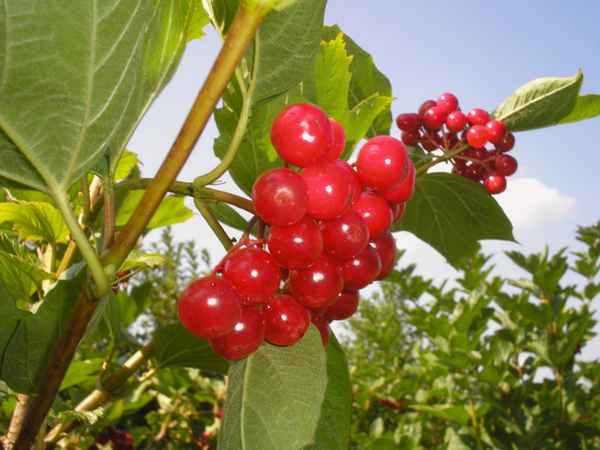 Калина Жолобовская: хаpaктеристика сорта и особенности применения