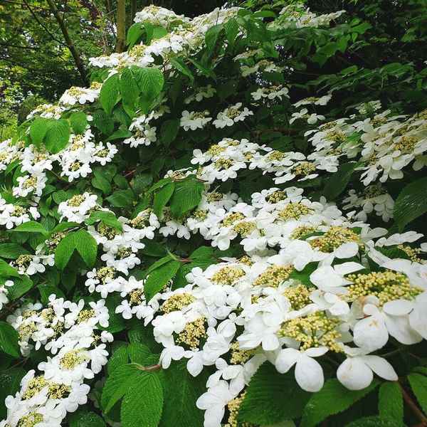 Калина складчатая