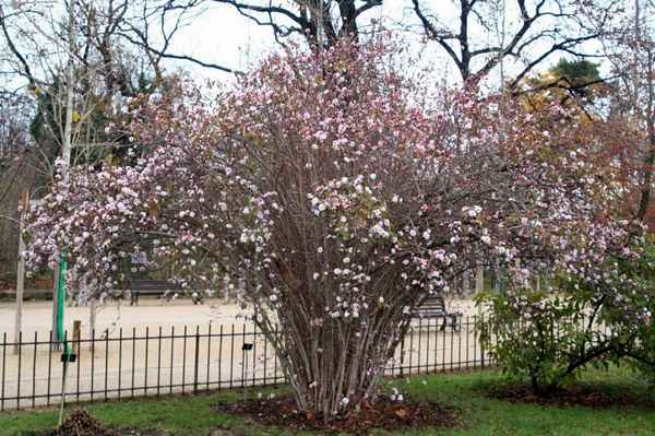 Калина Фаррера: хаpaктеристика сорта и тонкости выращивания