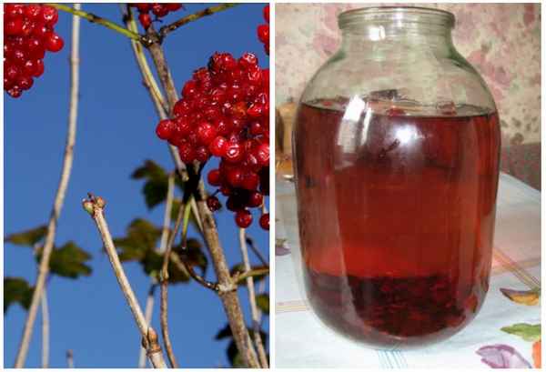 Кора калины: лечебные свойства и противопоказания