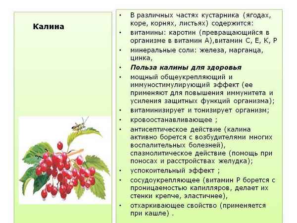 Можно ли давать ребёнку калину