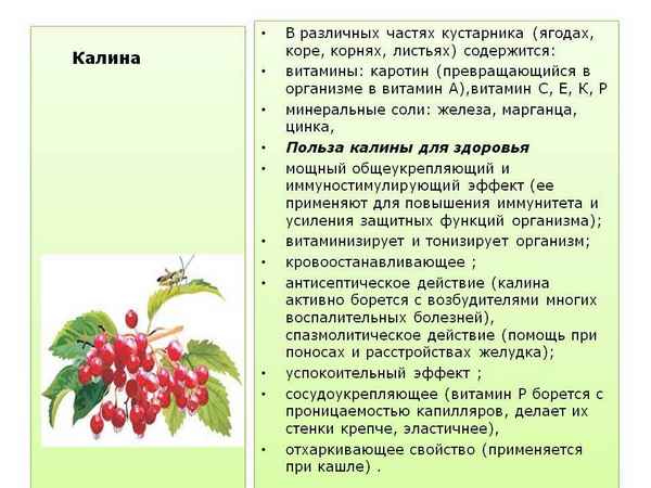 Польза и вред калины