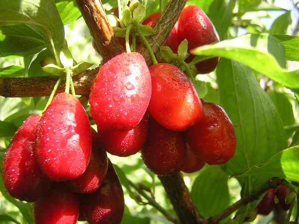 Всё про кизил