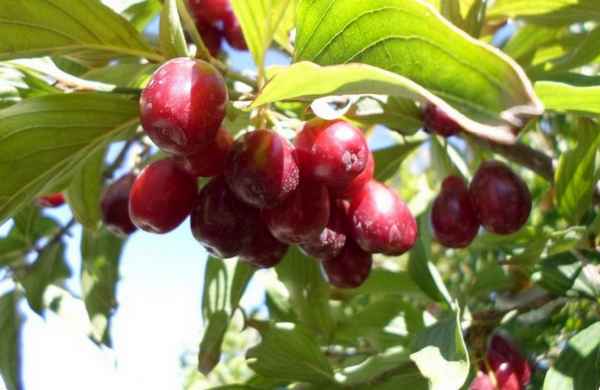 Кизил грушевидный: польза и вред, описание, агротехника выращивания