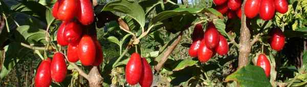 Кизил Владимирский: описание и внешний вид сорта