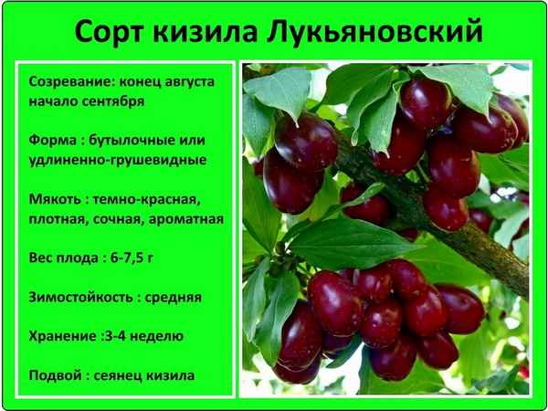Кизил Лукьяновский: описание сорта и особенности выращивания