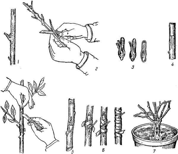 Способы размножения кизила пошагово и уход за ним