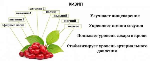 Польза и вред кизила