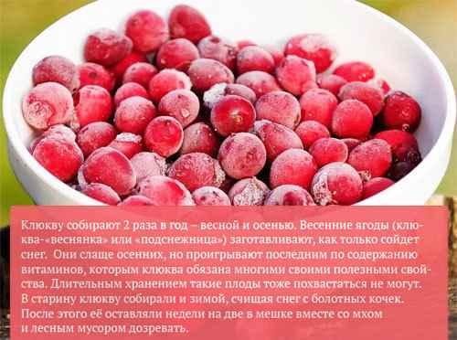 Замороженная клюква: полезные и вредные свойства