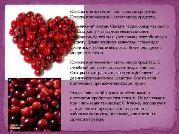 Особенности использования клюквы при лечении болезней почек и мочевого пузыря