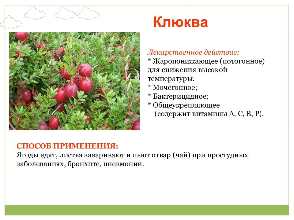 Использование клюквы для понижения температуры тела