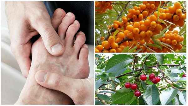 Польза или вред смородины при подагре