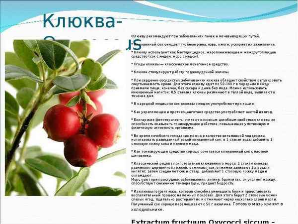 Имеет ли клюква мочегонный эффект