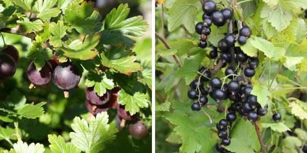 Крыжовник, смородина: компаньоны и хорошие соседи кустарников