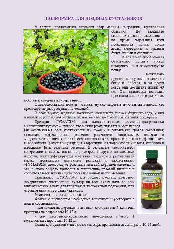 Весенняя подкормка крыжовника и смородины: правила и способы