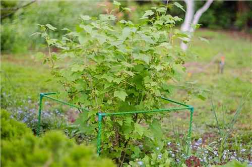 Ограждение (кустодержатель) для крыжовника: виды, как сделать