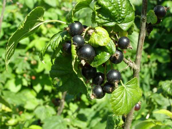 Смородина, скрещённая с крыжовником — йошта: внешний вид, особенности