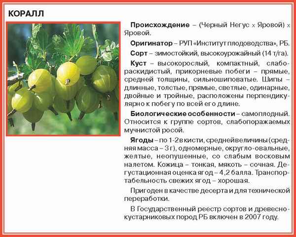 Крыжовник Ленинградский великан: хаpaктеристика, особенности выращивания и размножения