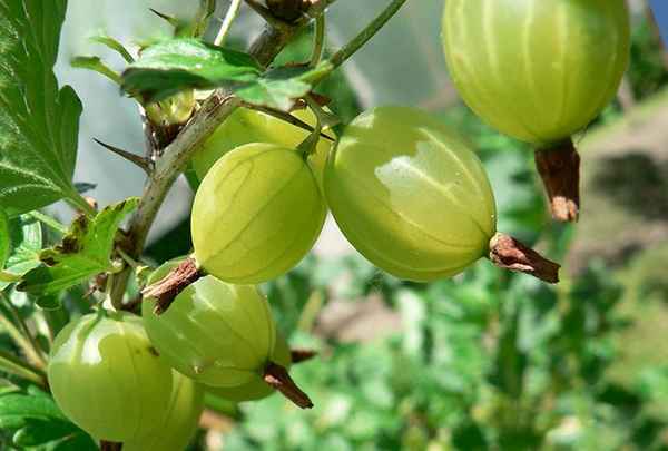 Крыжовник Гроссуляр: хаpaктеристика, особенности выращивания и размножения