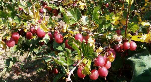 Крыжовник Уральский розовый: внешний вид и хаpaктеристики сорта