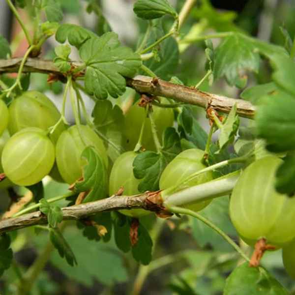 Крыжовник Финский — основные хаpaктеристики и внешний вид подвидов сорта