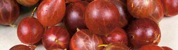 Крыжовник красноплодный Олави: внешний вид, выращивание