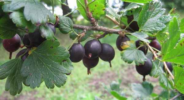 Крыжовник Казачок: хаpaктеристика, особенности выращивания и размножения