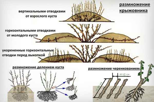 Размножение крыжовника: способы, их преимущества и недостатки
