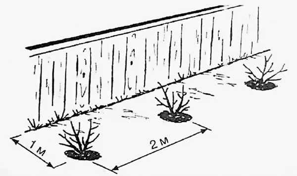 Расстояние между крыжовником, рядами, как правильно сажать