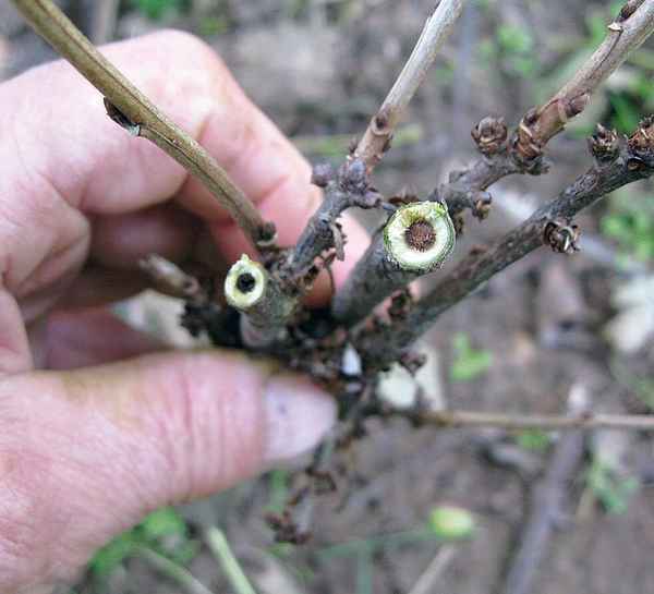 Борьба со стеклянницей на смородине