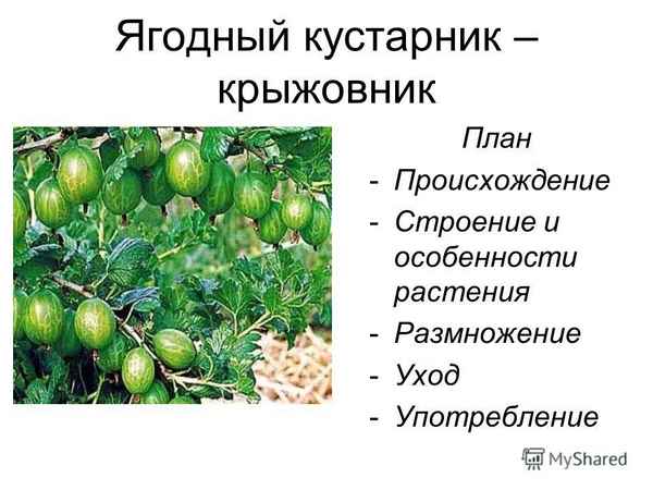 Крыжовник Яровой: хаpaктеристика, особенности выращивания и размножения