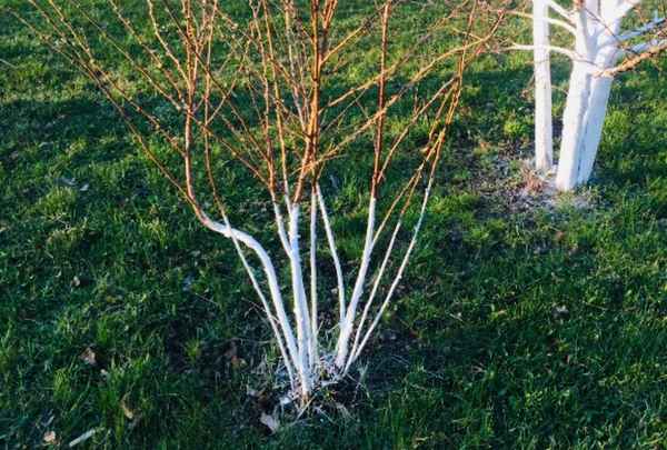 Побелка смородиновых кустов: нужно ли белить