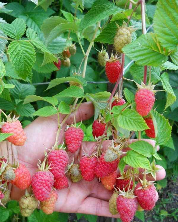 Малина сорта Марсела: хаpaктеристика, особенности выращивания