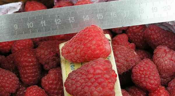 Малина Мираж: хаpaктеристика, особенности выращивания