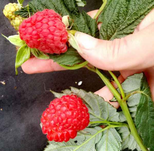 Особенности малины сорта Татьяна