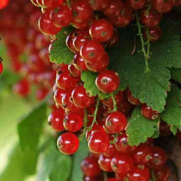 Красная смородина Уральская красавица — основные хаpaктеристики