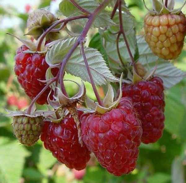 Малина Красная королева: бесшипный сорт, урожайность