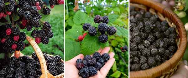 Блэк Джевел (Black Jewel) — черноплодная малина: описание, особенности