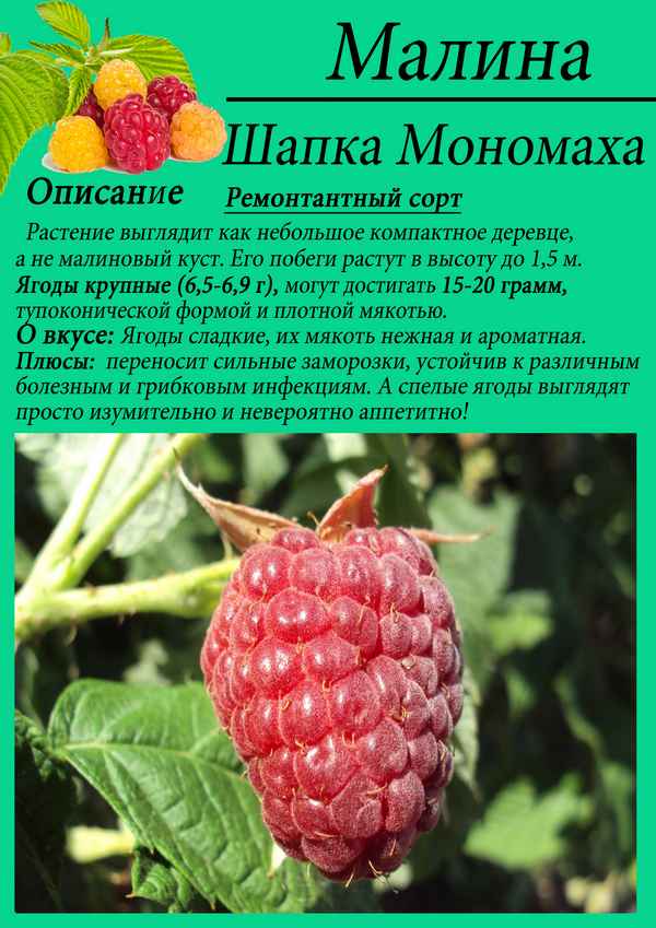 Малина Шапка Мономаха: плюсы и минусы сорта, правила ухода