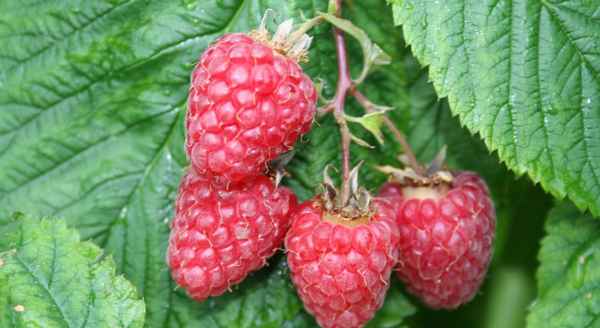 Особенности малины сорта Феномен