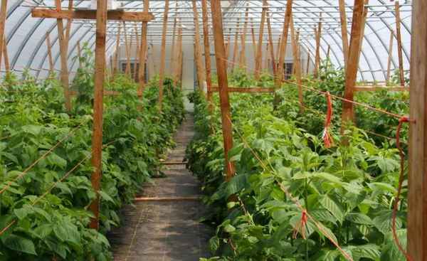 Как выращивать малину в теплице: выбор сорта, особенности посадки и ухода