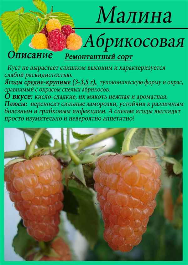 Абрикосовая — ремонтантная малина среднего срока созревания: описание